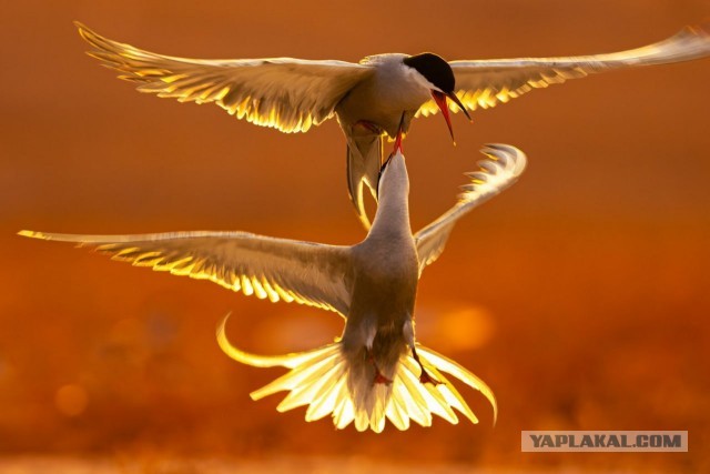 Объявлены победители конкурса World Nature Photography Awards 2025