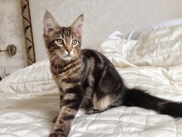 Немного о  Мейн Куне.