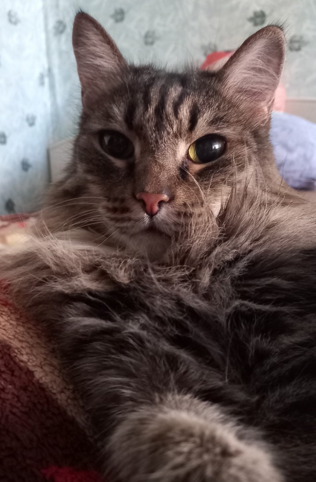 Это что, котовторник?