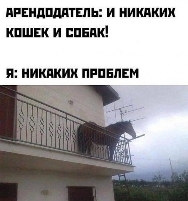 Веселые картинки в пятницу (30.05)