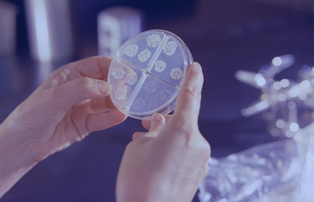 Модифицированные бактерии превращают пластиковые отходы в обезболивающее