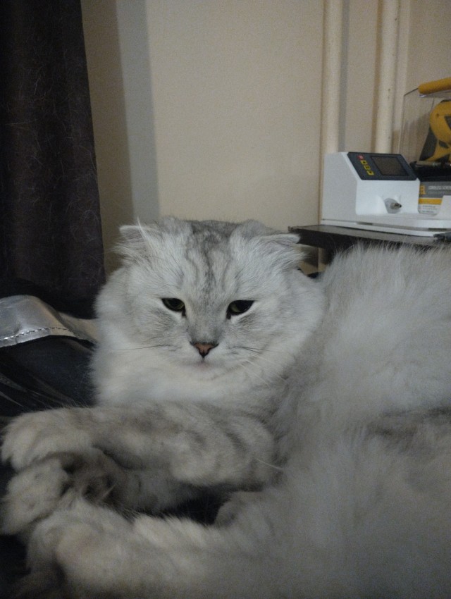 А где коты?