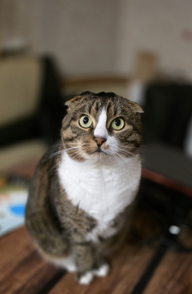А котовторник уже пришёл?