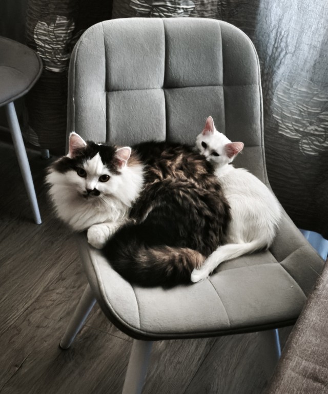 Возлюби кота ближнего своего