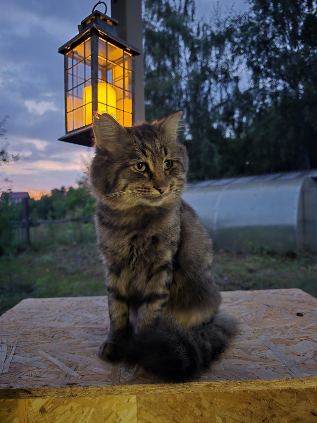 Котовторник 29.09.2026