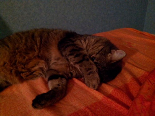 Котовторник   31.12.  2013