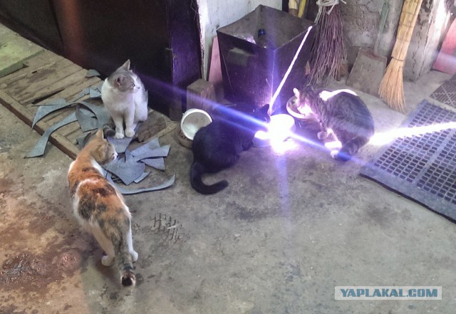 С Котовторником!