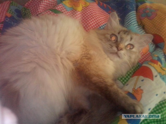 Котовторник 01.07.2014