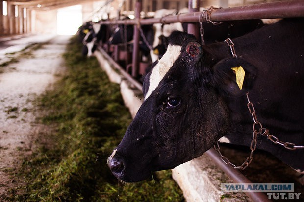 Коровам обрезали рога и в головах завелись черви..