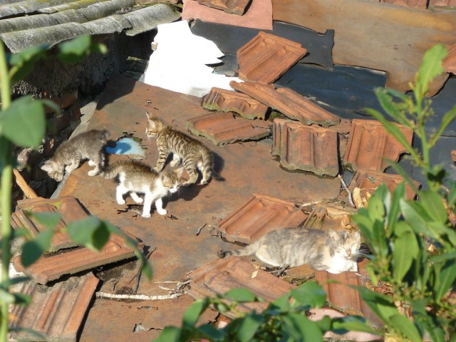 Котовторник 09.09.2014