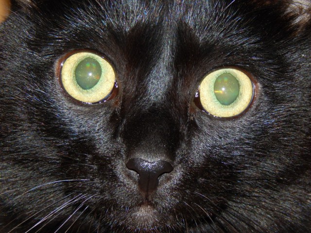 Котовторник 04.11.2014
