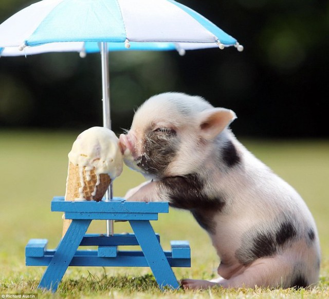 24 причины завести мини-свинью