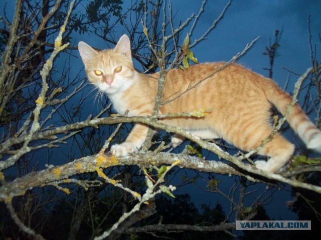 Жизнь домашнего приюта для котеек 62