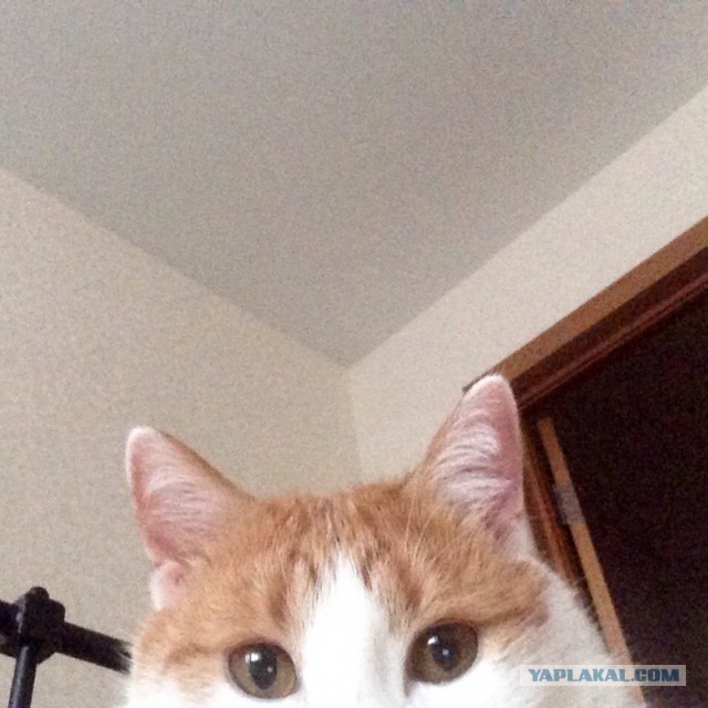 Котовторник 27.12.2016