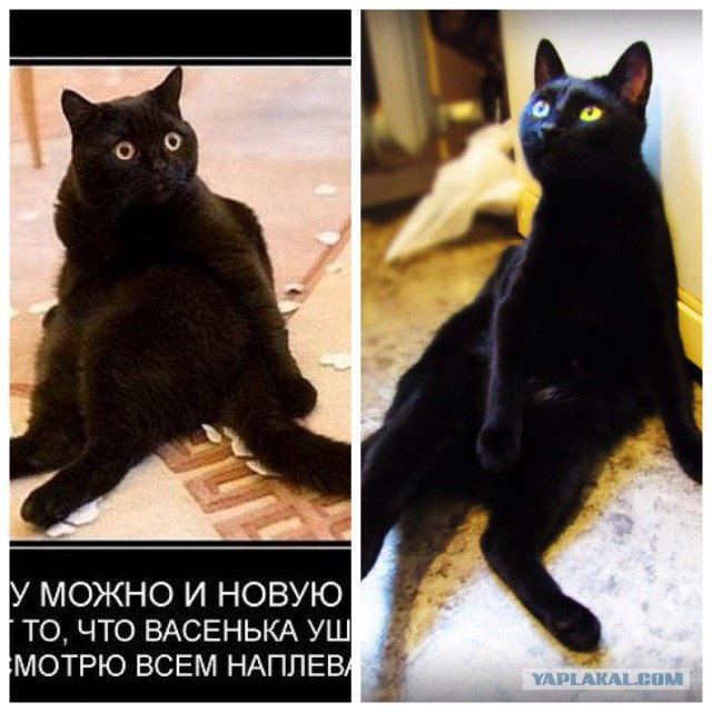 Просто волп с бараниной