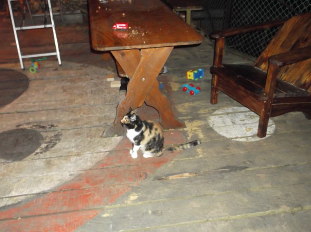Котовторник 07.11.2017