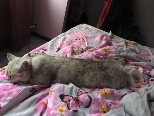 Котовторник 28.11.2017