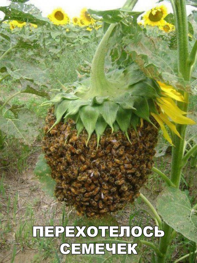 Нестандартный юмор
