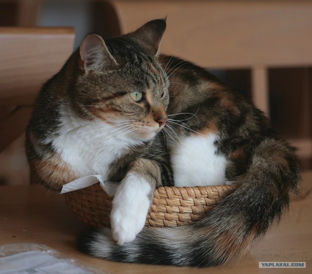Котовторник на ЯПлакалъ! От числа 09.09.08