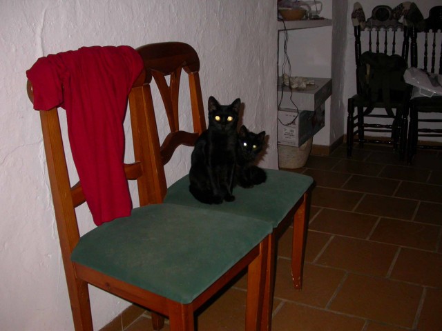 Котовторник на ЯПлакалъ