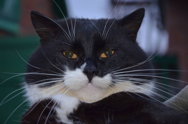 Котовторник  31.07.2018