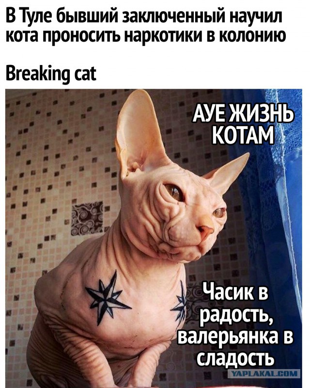 В Туле задержан кот-наркокурьер: зеки научили его носить наркотики в колонию