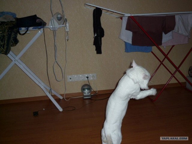 Котовторник на 24 августа