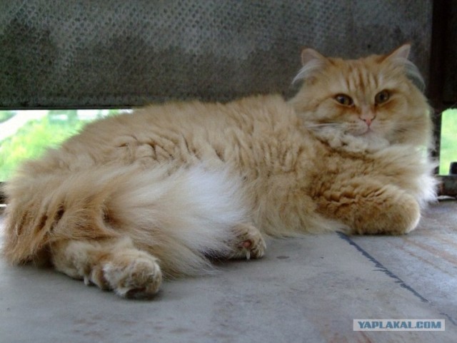 Котейкин вторник! Космический 12.04!