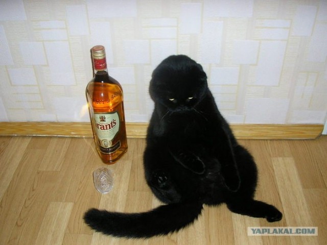 Котовторник