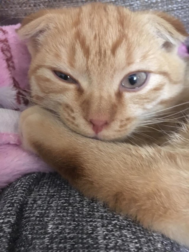 Котовторник (20.11.18)