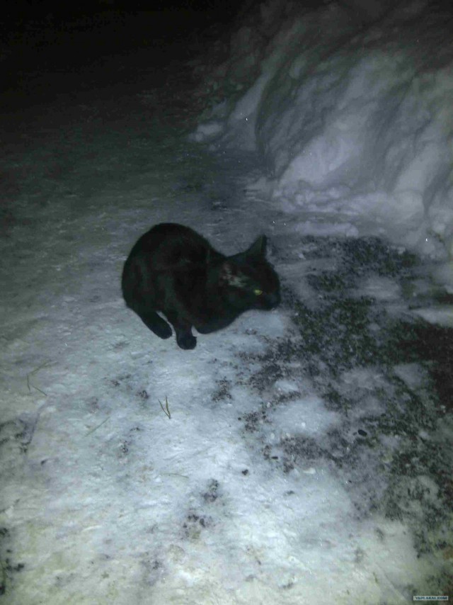 Котовторник (24. 01. 2012 )