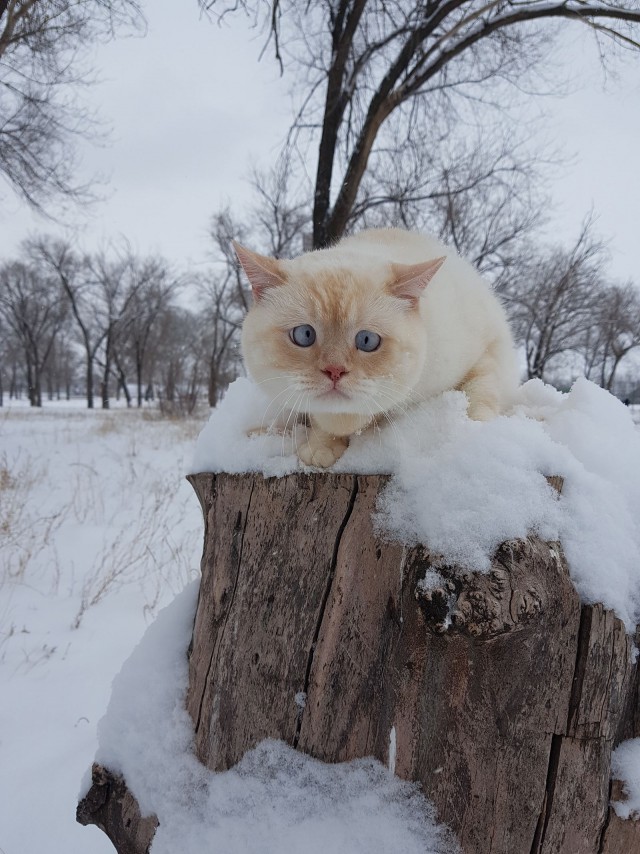 Прикольных котов пост