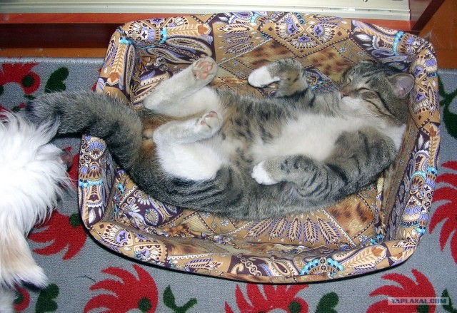 Котовторник (28.02.2012)