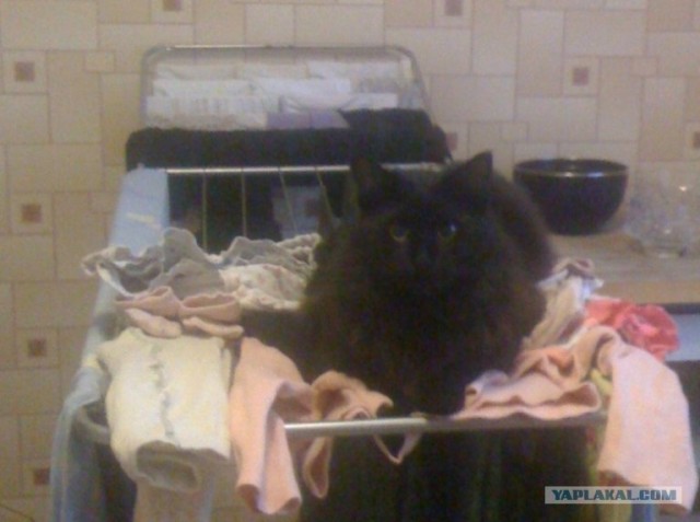Котовторник 10.04.2012