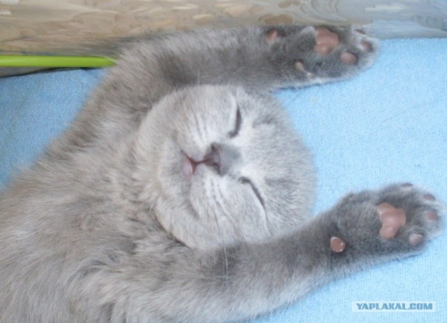 Котовторник   5.06.2012