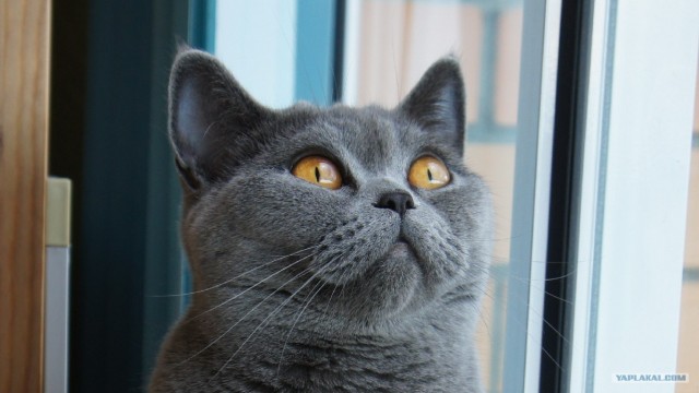 Котовторник 07.08.2012