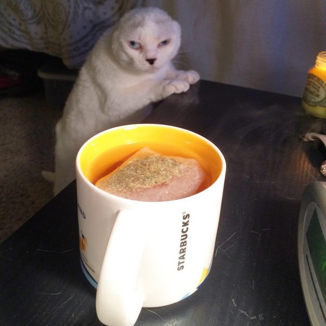 Забавные фото котеек