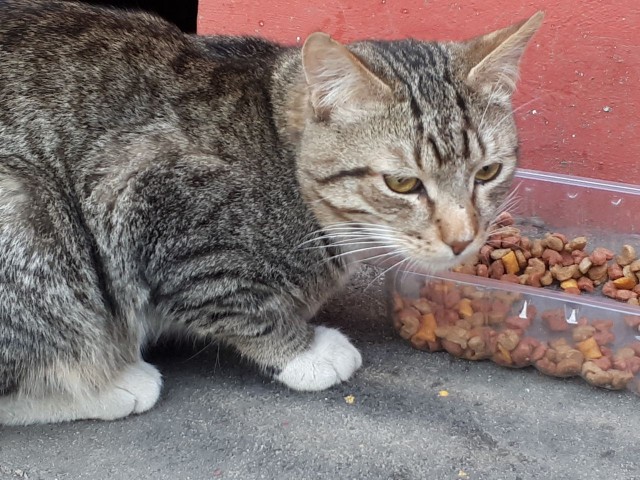 Забавные фото котеек