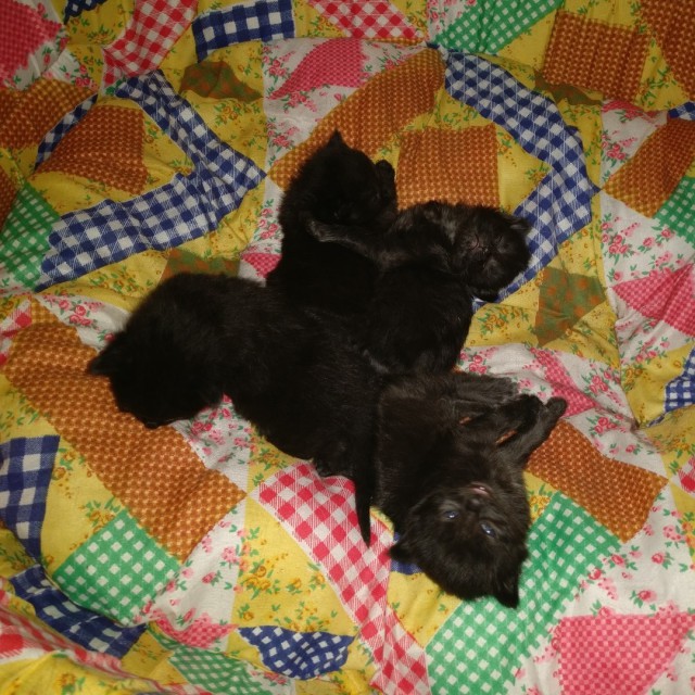 Забавные фото котеек