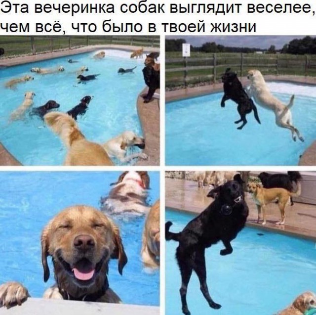 Картинки с надписями и анекдоты
