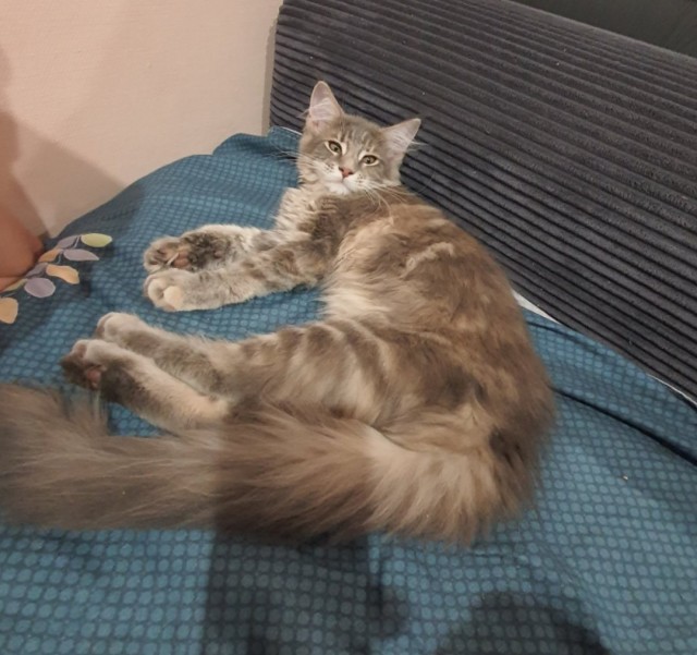 Забавные фото котеек
