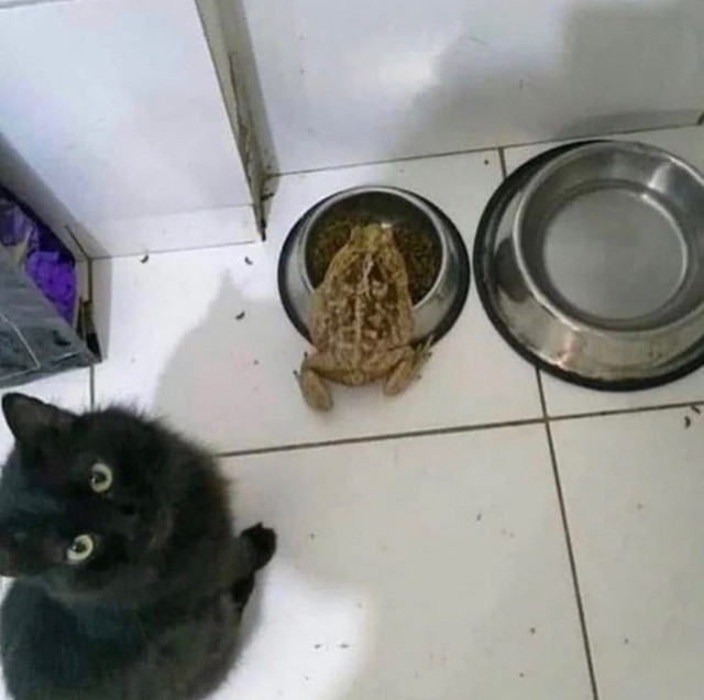Забавные картинки с котами из сети
