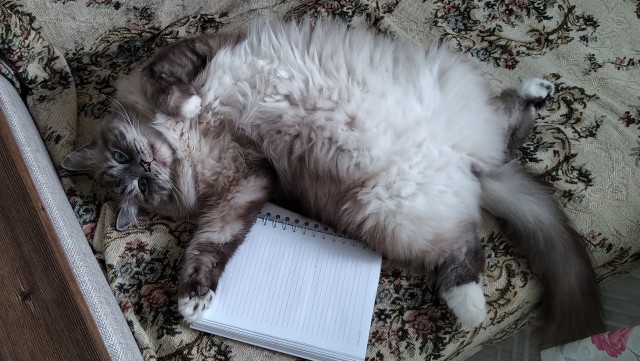 Коты, которые нас порадовали!