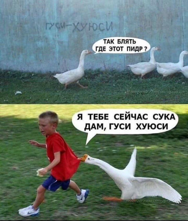Не получилось подушить гуся