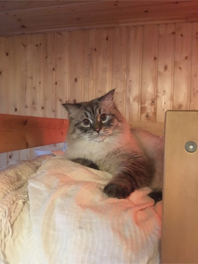Забавные животные