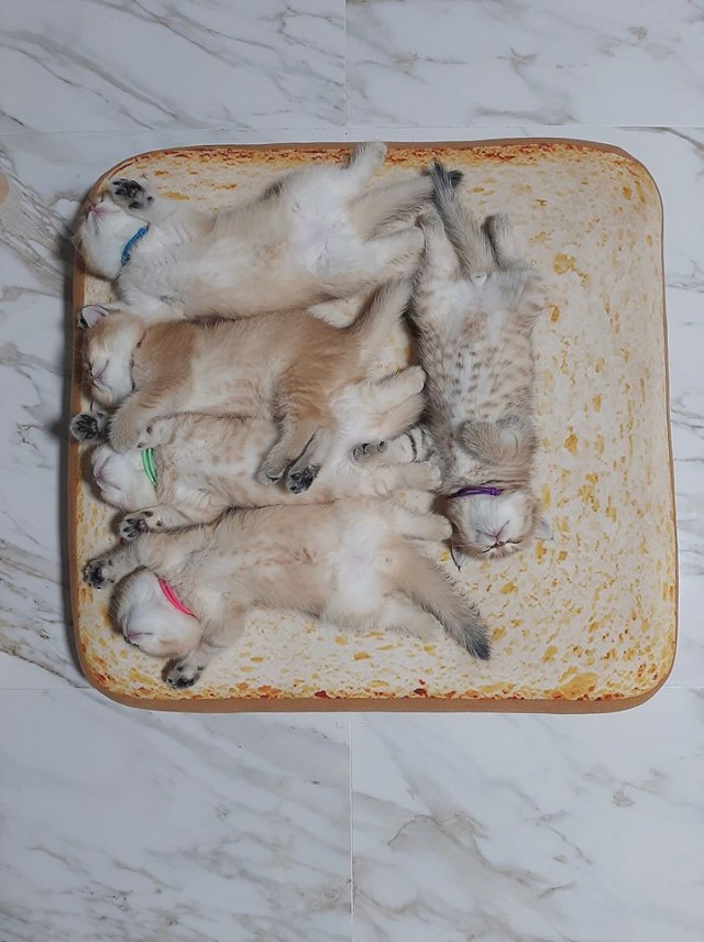 Эти забавные животные