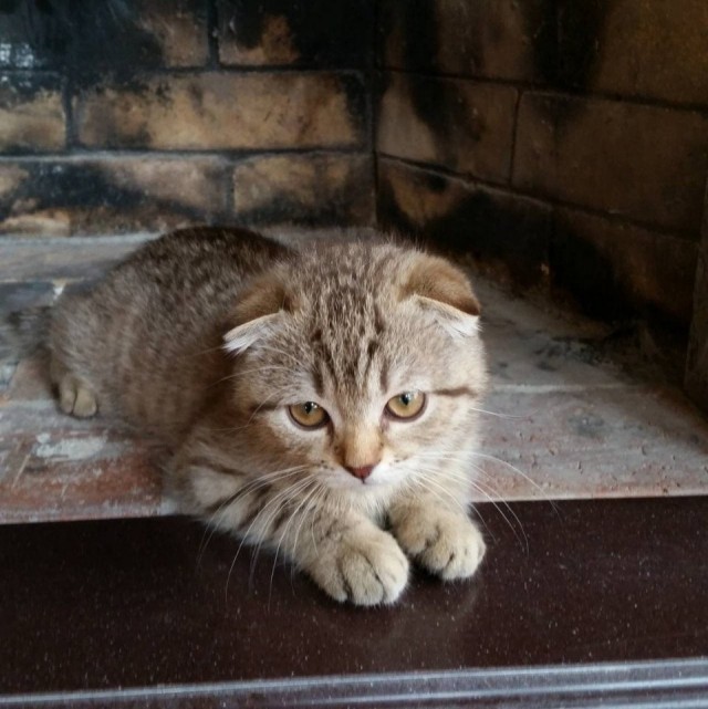 Эти забавные животные
