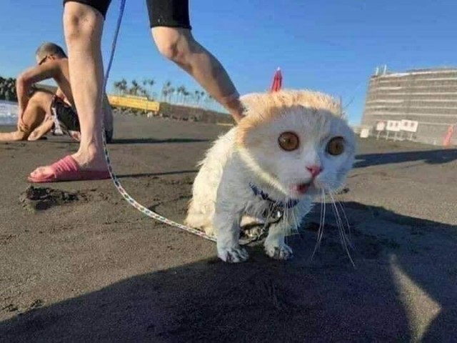 Эти забавные животные
