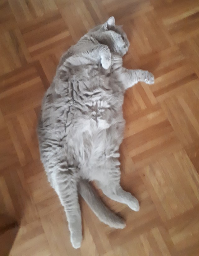 Котовторник?! Коты во вторник!