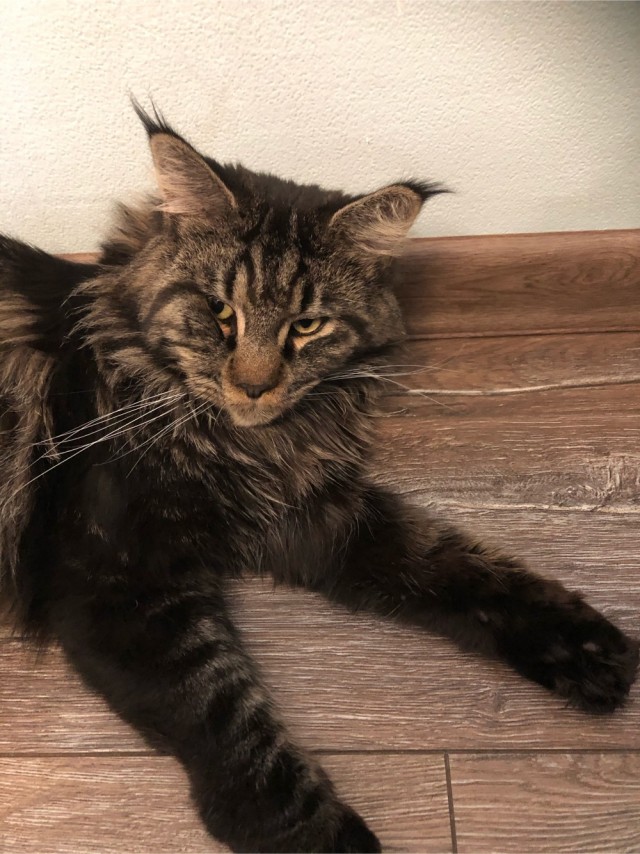Котовторник.
